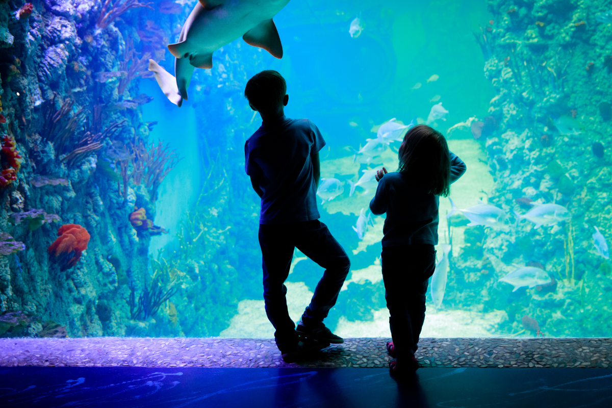 Blue Planet Aquarium.